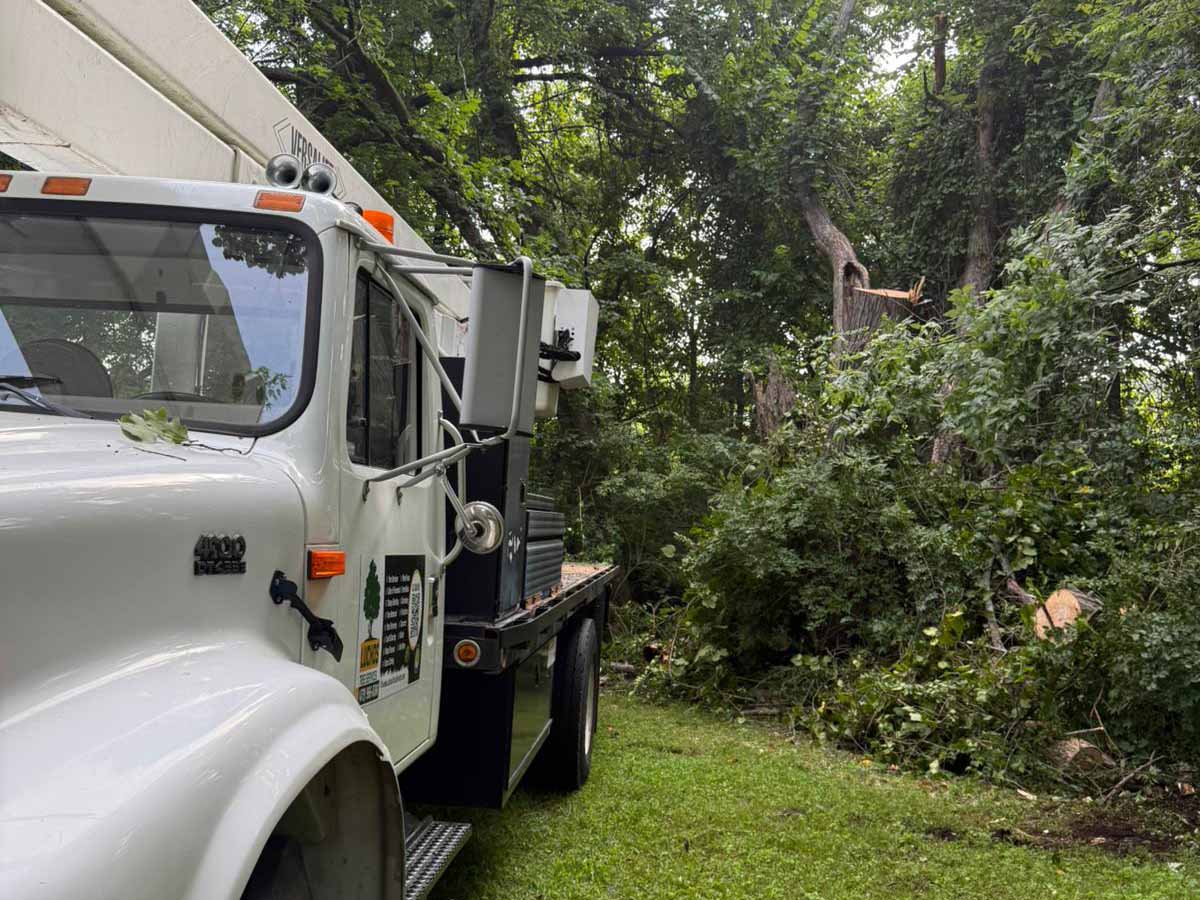 Luchos Tree Services