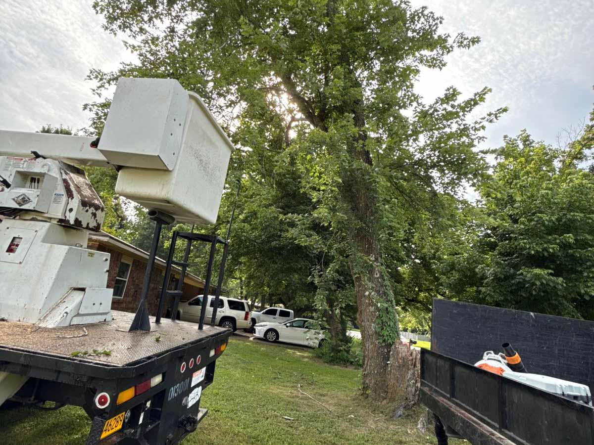 Luchos Tree Services