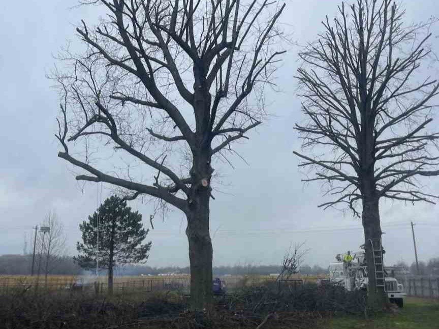 Luchos Tree Services