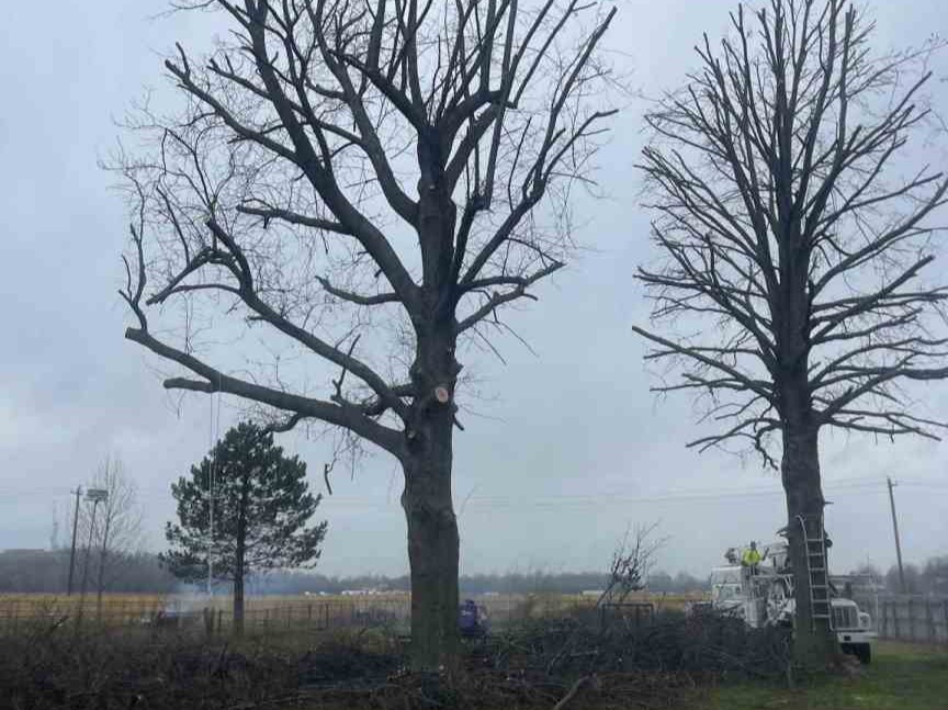 Luchos Tree Services