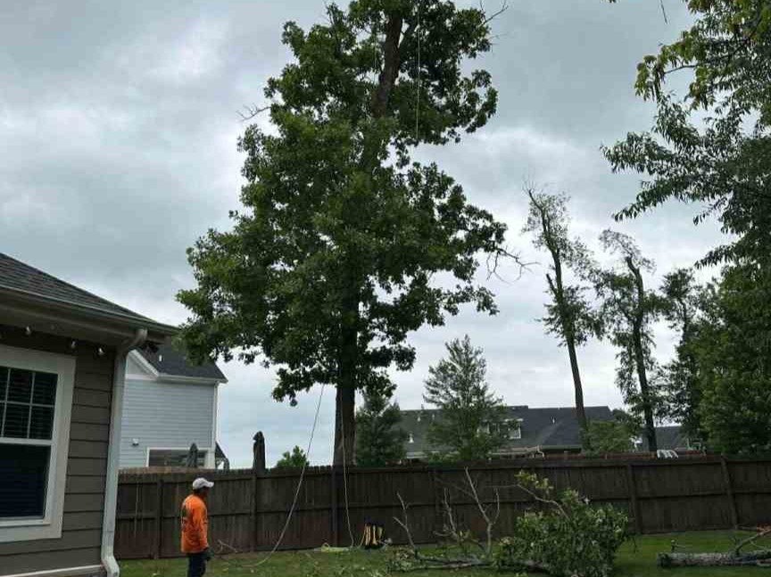 Luchos Tree Services
