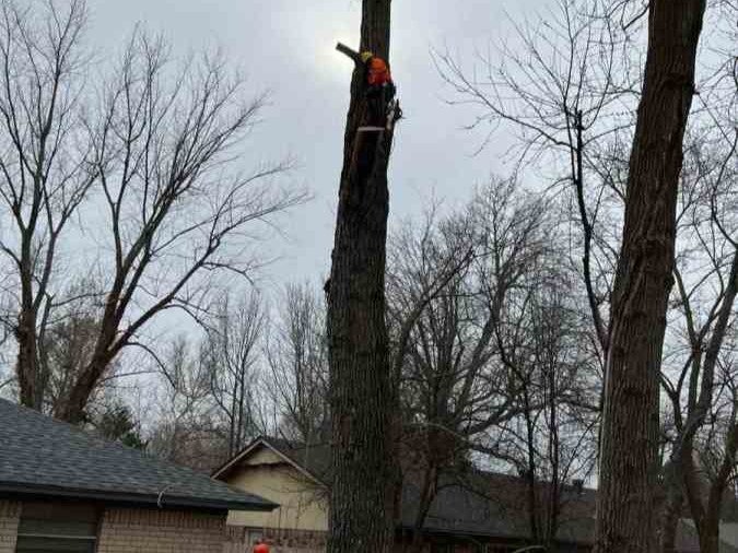 Luchos Tree Services