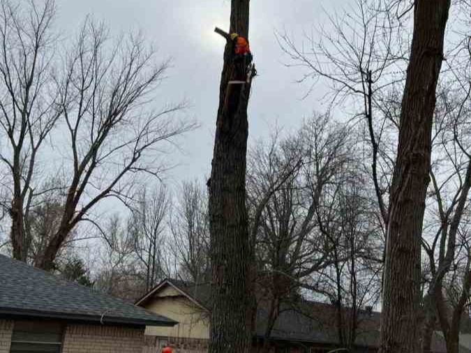 Luchos Tree Services