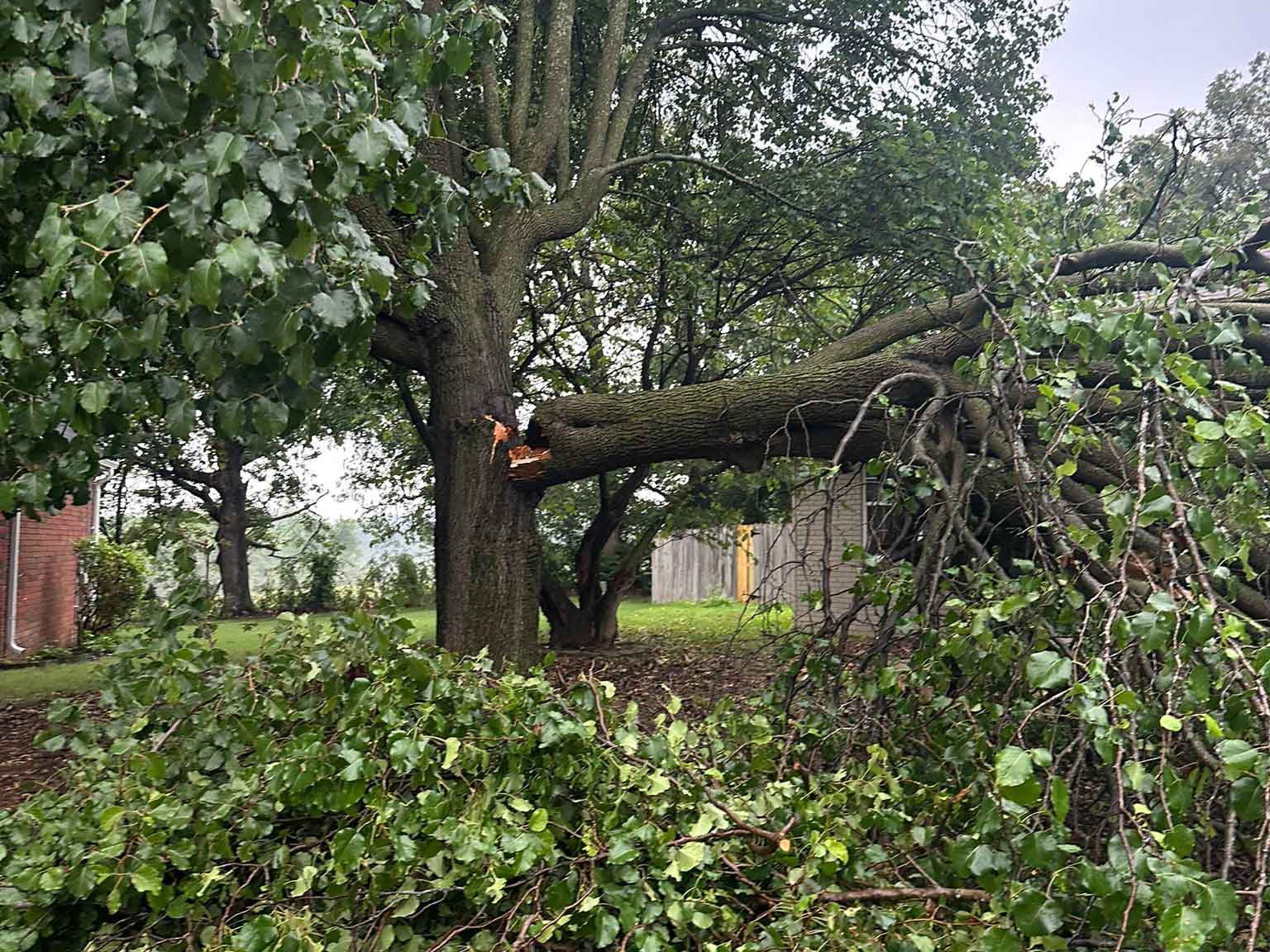 Luchos Tree Services