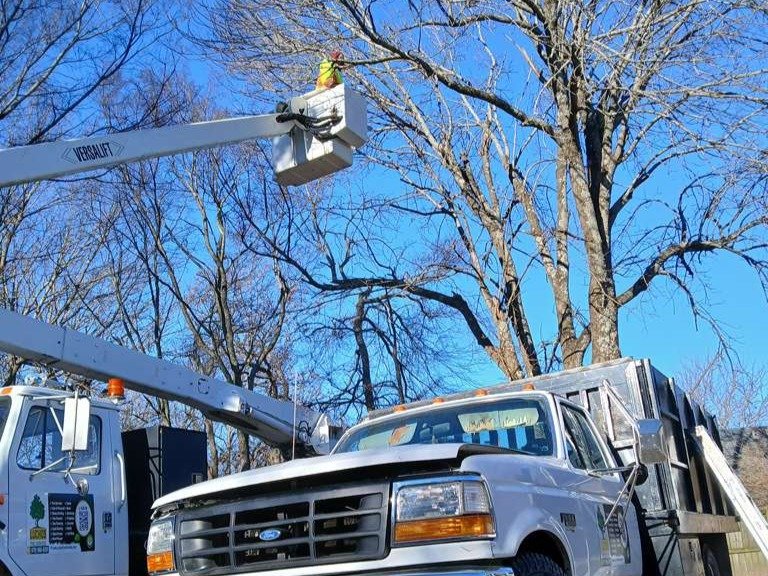 Luchos Tree Services