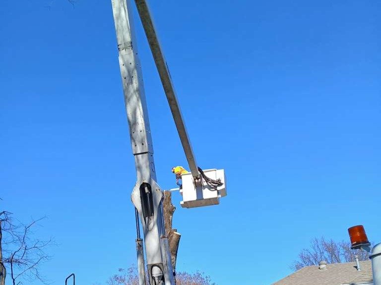 Luchos Tree Services