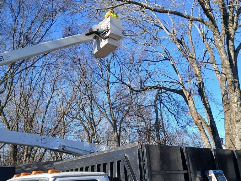 Luchos Tree Services