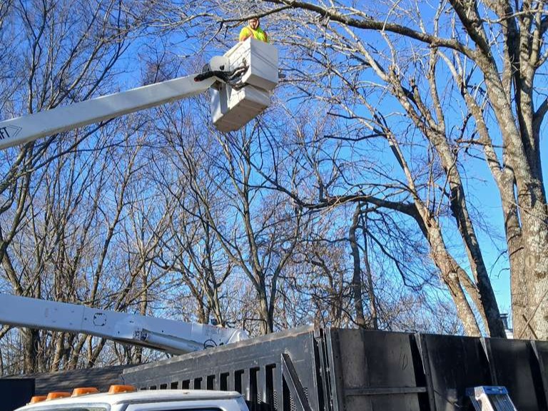 Luchos Tree Services