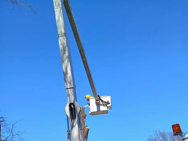 Luchos Tree Services