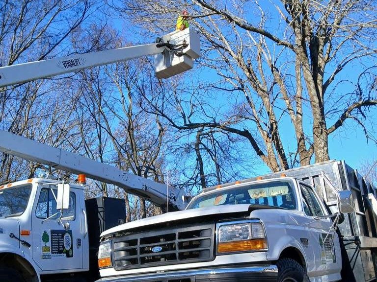 Luchos Tree Services