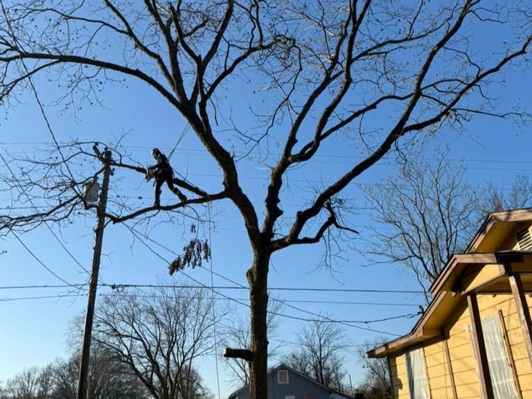 Luchos Tree Services