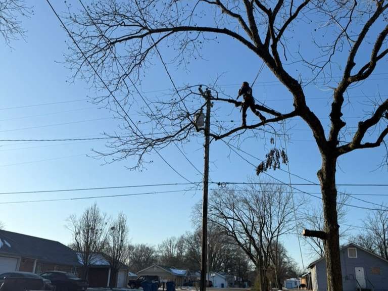 Luchos Tree Services