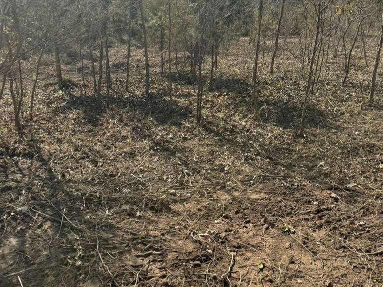 Luchos Tree Services