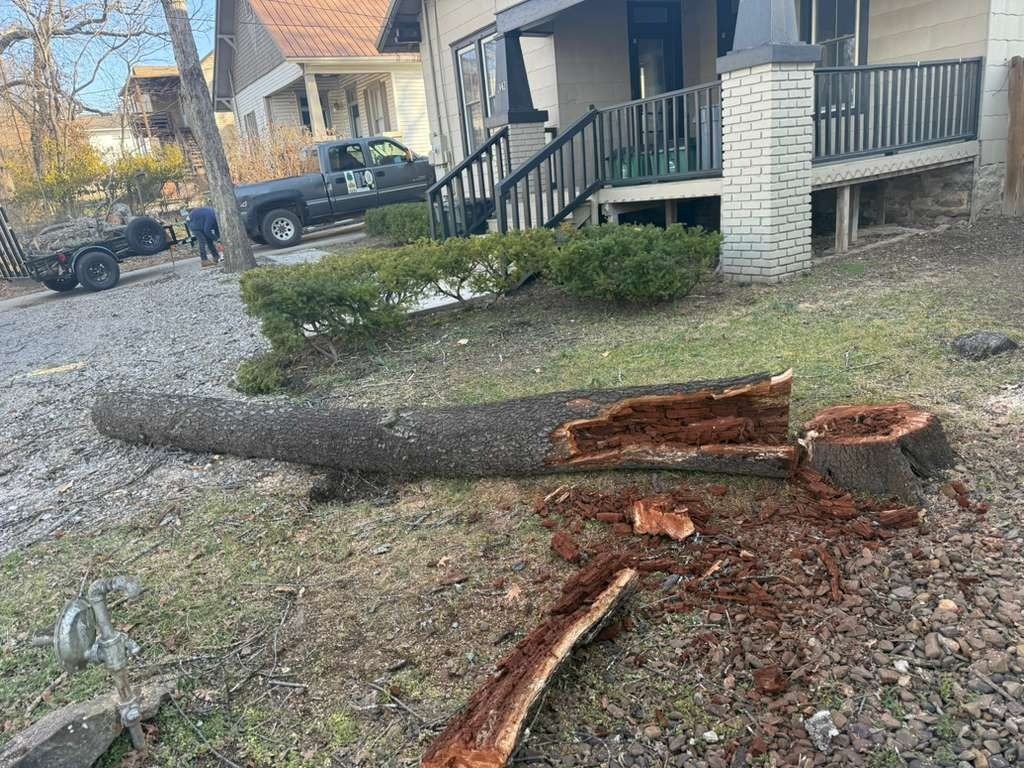 Luchos Tree Services