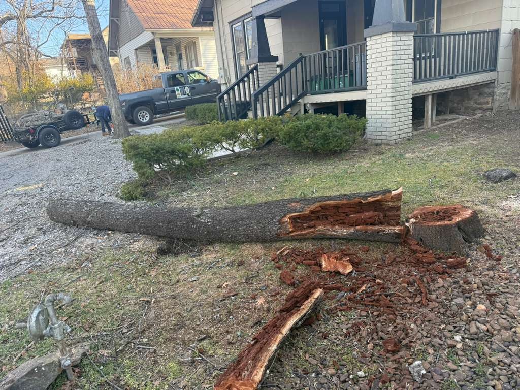 Luchos Tree Services