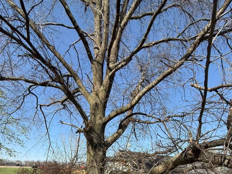 Luchos Tree Services