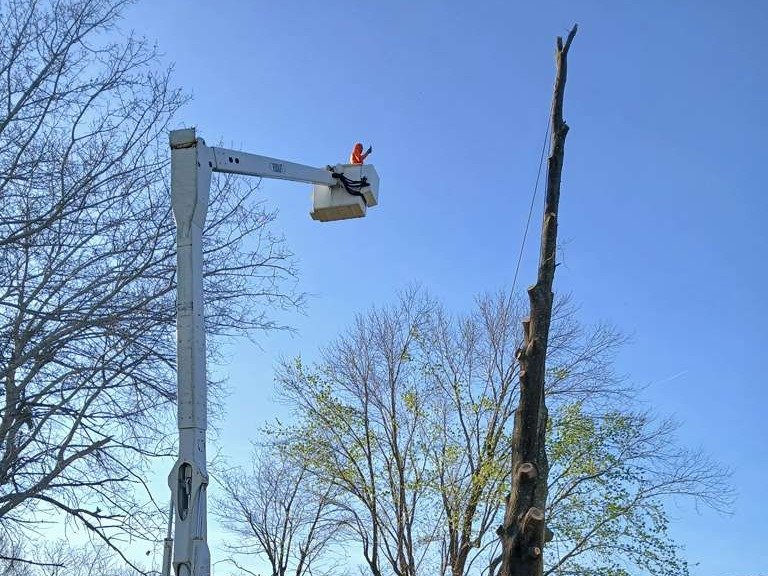 Luchos Tree Services