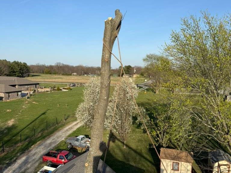 Luchos Tree Services