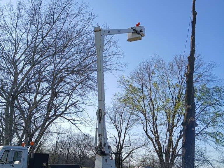 Luchos Tree Services