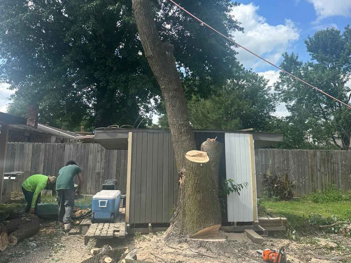 Luchos Tree Services