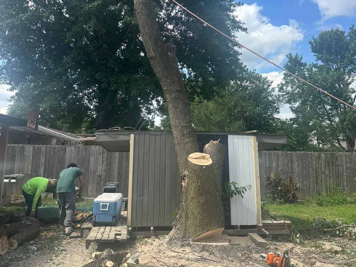 Luchos Tree Services