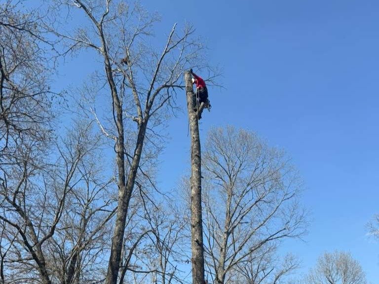 Luchos Tree Services