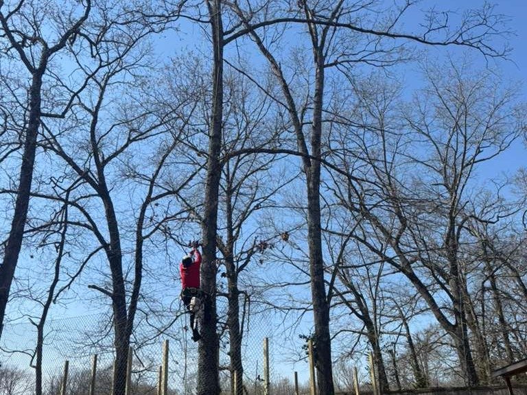 Luchos Tree Services