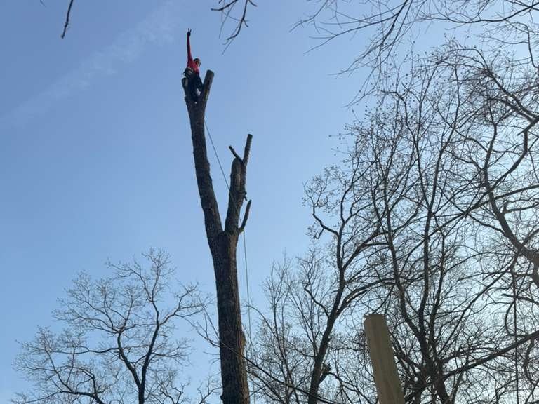 Luchos Tree Services