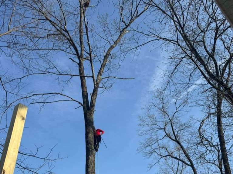 Luchos Tree Services