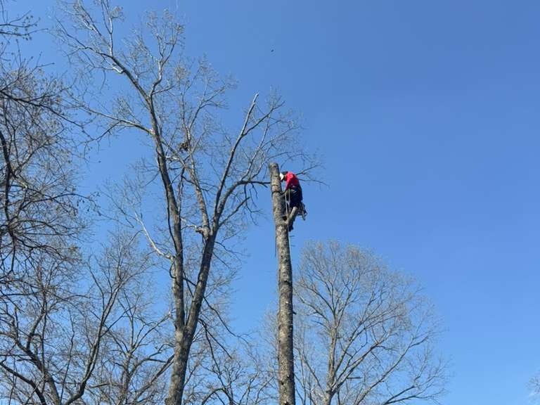 Luchos Tree Services