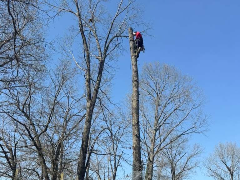 Luchos Tree Services