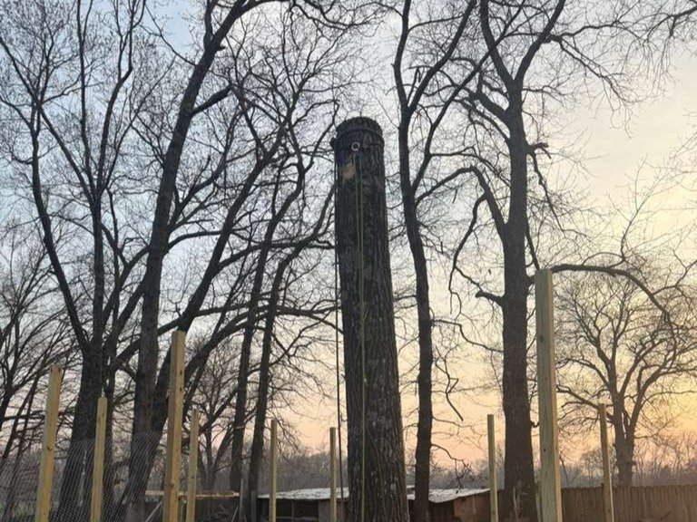 Luchos Tree Services