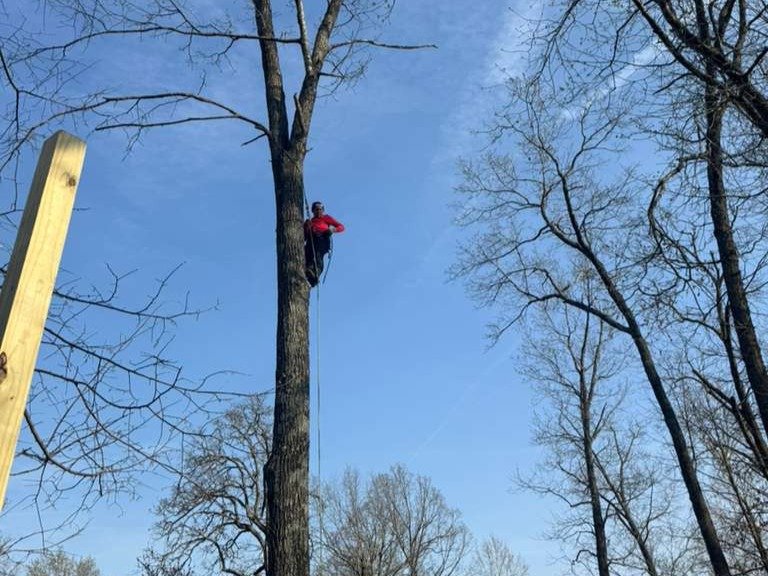 Luchos Tree Services