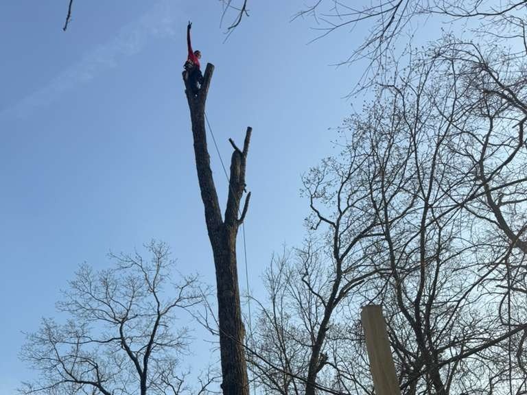 Luchos Tree Services