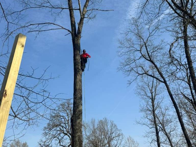 Luchos Tree Services