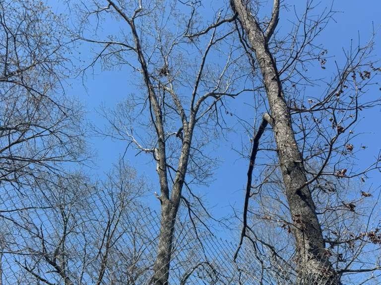 Luchos Tree Services