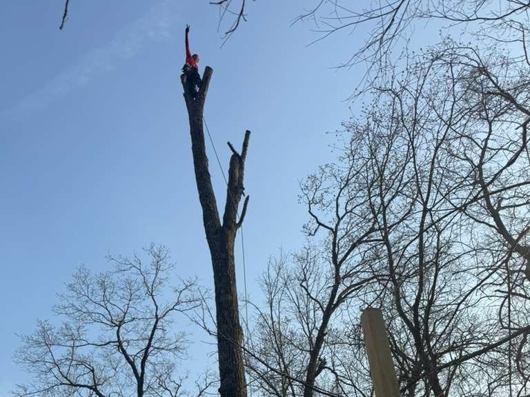 Luchos Tree Services