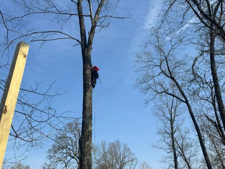 Luchos Tree Services