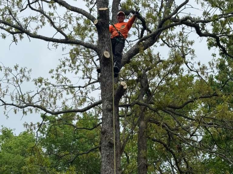 Luchos Tree Services