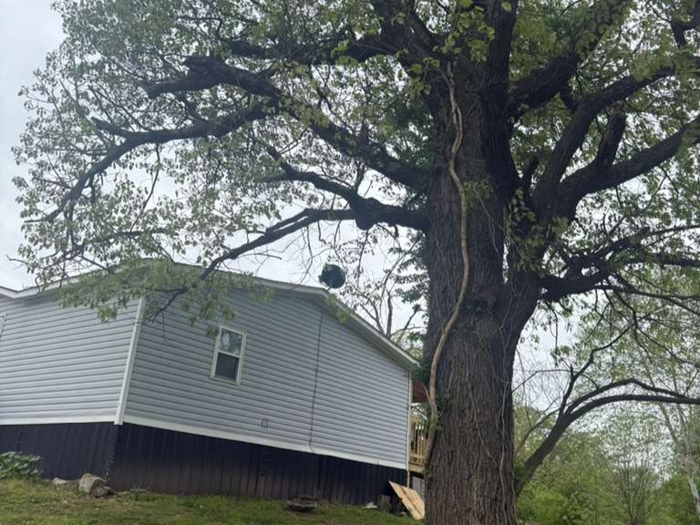 Luchos Tree Services