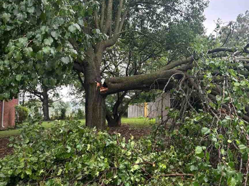 Luchos Tree Services