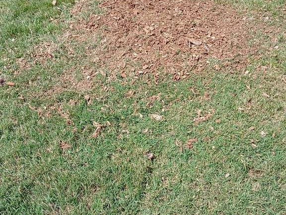 Luchos Tree Services