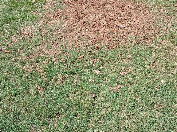 Luchos Tree Services