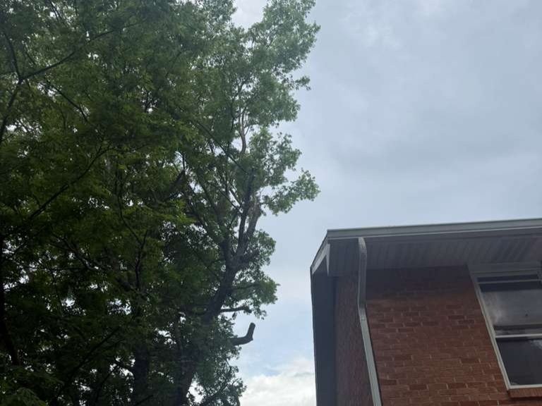 Luchos Tree Services