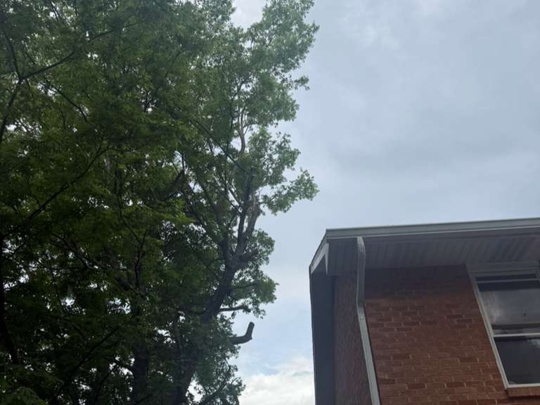 Luchos Tree Services