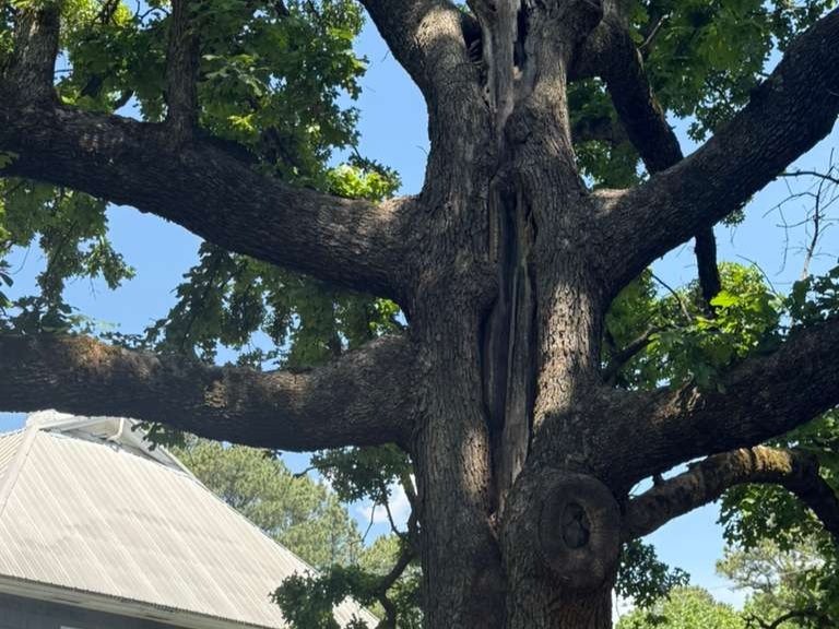 Luchos Tree Services