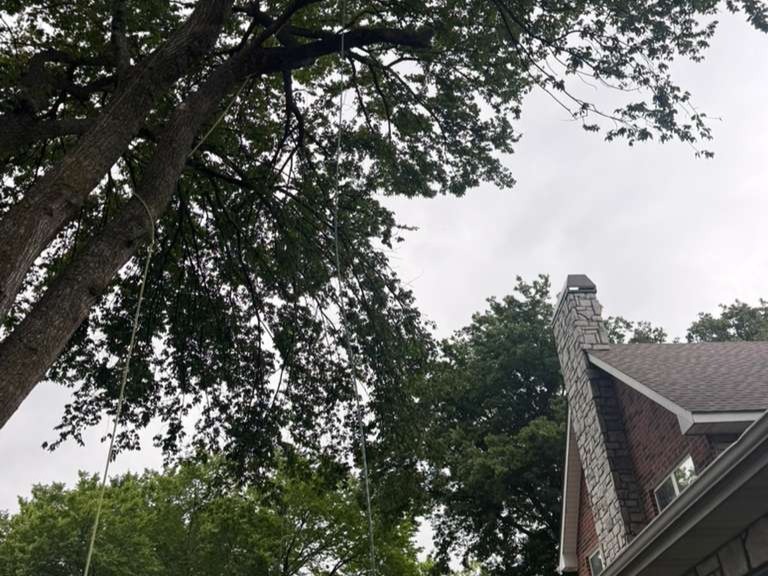Luchos Tree Services