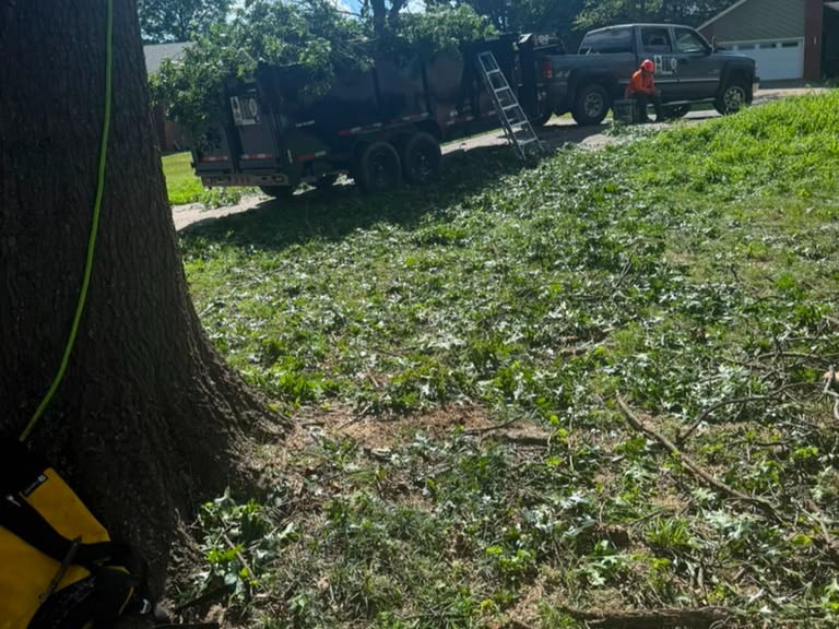 Luchos Tree Services