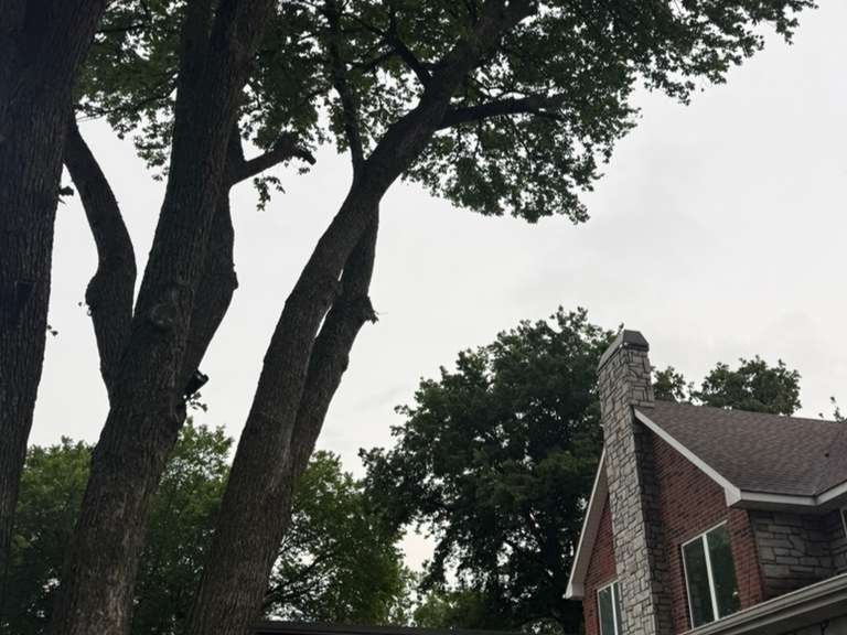 Luchos Tree Services