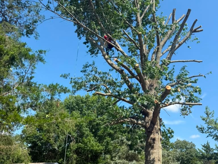 Luchos Tree Services